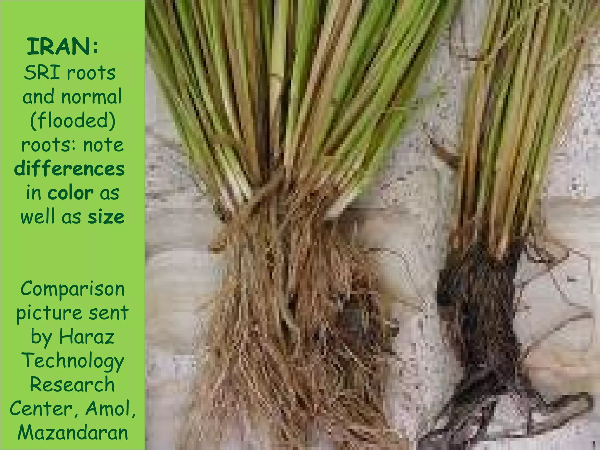 IRAN:
SRI roots
and normal
(flooded)
roots: note
differences
in color as
well as size
Comparison
picture sent
by Haraz
Technology
Research
Center, Amol,
Mazandaran
 