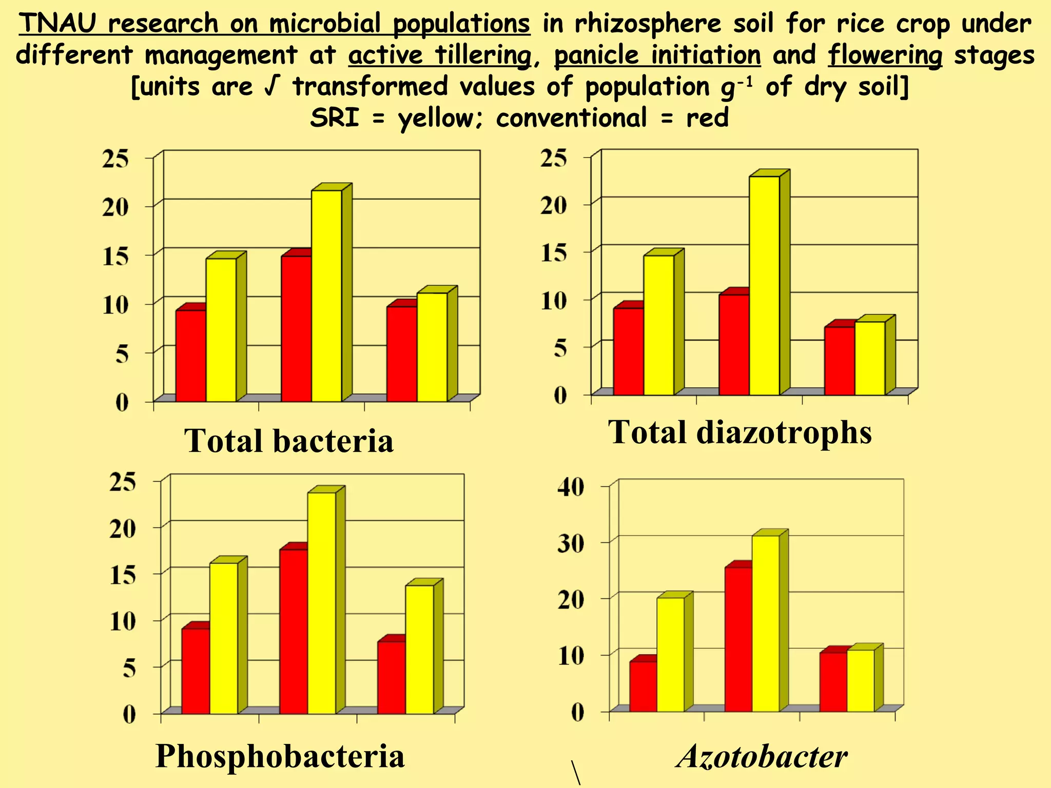 Total bacteria Total diazotrophs
TNAU research on microbial populations in rhizosphere soil for rice crop under
different management at active tillering, panicle initiation and flowering stages
[units are √ transformed values of population g-1
of dry soil]
SRI = yellow; conventional = red
Phosphobacteria

Azotobacter
 