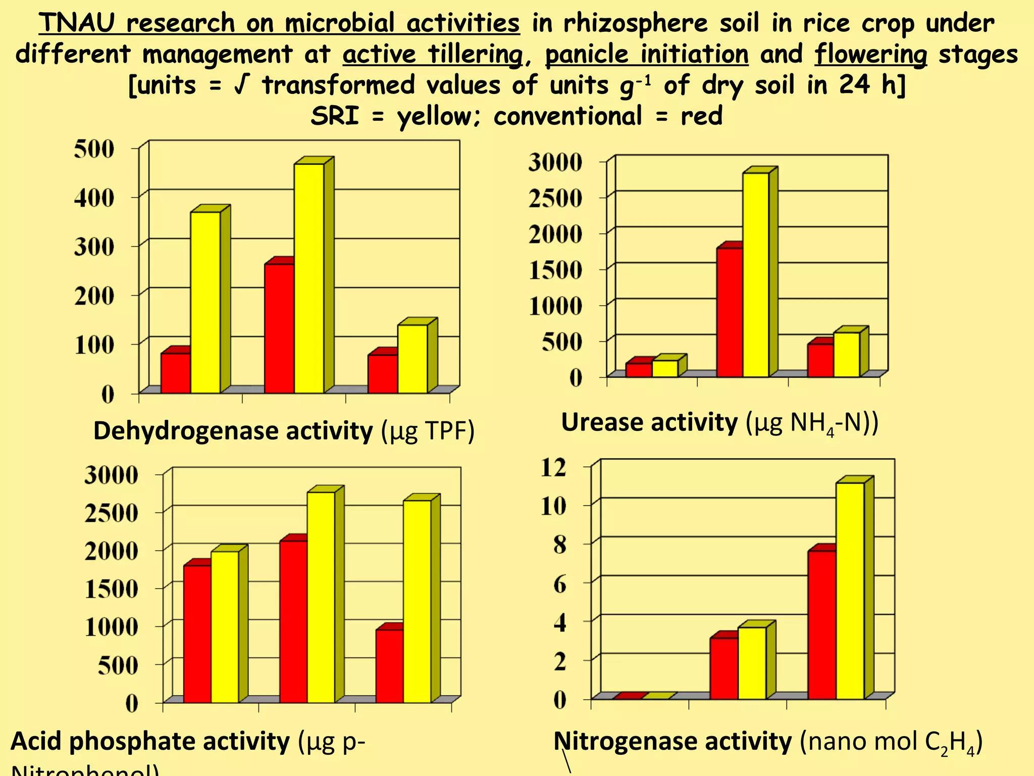 Dehydrogenase activity (μg TPF) Urease activity (μg NH4-N))
TNAU research on microbial activities in rhizosphere soil in rice crop under
different management at active tillering, panicle initiation and flowering stages
[units = √ transformed values of units g-1
of dry soil in 24 h]
SRI = yellow; conventional = red
Acid phosphate activity (μg p-

Nitrogenase activity (nano mol C2H4)
 