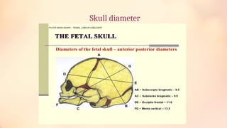 Feto pelvic relationship lie position ppt | PPTX