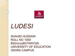 LUDESI 
SHAHID HUSSAIN 
ROLL NO 1059 
BS(hons)BOTANY(M) 
UNIVERSITY OF EDUCATION 
OKARA CAMPUS 
 