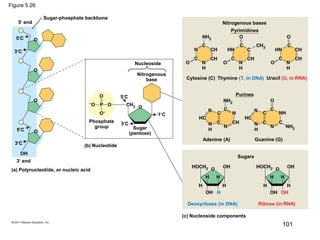 Figure 5.26
Sugar-phosphate backbone
5 end
5C
3C
5C
3C
3 end
(a) Polynucleotide, or nucleic acid
(b) Nucleotide
Phosphate
group Sugar
(pentose)
Nucleoside
Nitrogenous
base
5C
3C
1C
Nitrogenous bases
Cytosine (C) Thymine (T, in DNA) Uracil (U, in RNA)
Adenine (A) Guanine (G)
Sugars
Deoxyribose (in DNA) Ribose (in RNA)
(c) Nucleoside components
Pyrimidines
Purines
101
 