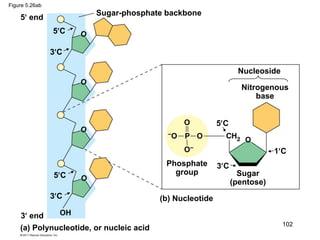 Figure 5.26ab
Sugar-phosphate backbone
5 end
5C
3C
5C
3C
3 end
(a) Polynucleotide, or nucleic acid
(b) Nucleotide
Phosphate
group Sugar
(pentose)
Nucleoside
Nitrogenous
base
5C
3C
1C
102
 