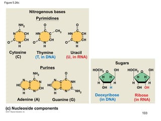 Figure 5.26c
Nitrogenous bases
Cytosine
(C)
Thymine
(T, in DNA)
Uracil
(U, in RNA)
Adenine (A) Guanine (G)
Sugars
Deoxyribose
(in DNA)
Ribose
(in RNA)
(c) Nucleoside components
Pyrimidines
Purines
103
 