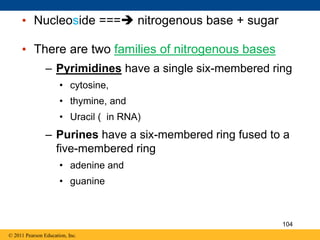 • Nucleoside === nitrogenous base + sugar
• There are two families of nitrogenous bases
– Pyrimidines have a single six-membered ring
• cytosine,
• thymine, and
• Uracil ( in RNA)
– Purines have a six-membered ring fused to a
five-membered ring
• adenine and
• guanine
© 2011 Pearson Education, Inc.
104
 