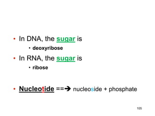 • In DNA, the sugar is
• deoxyribose
• In RNA, the sugar is
• ribose
• Nucleotide == nucleoside + phosphate
105
 