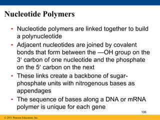 Nucleotide Polymers
• Nucleotide polymers are linked together to build
a polynucleotide
• Adjacent nucleotides are joined by covalent
bonds that form between the —OH group on the
3 carbon of one nucleotide and the phosphate
on the 5 carbon on the next
• These links create a backbone of sugar-
phosphate units with nitrogenous bases as
appendages
• The sequence of bases along a DNA or mRNA
polymer is unique for each gene
© 2011 Pearson Education, Inc.
106
 