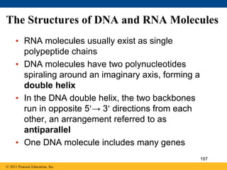 The Structures of DNA and RNA Molecules
• RNA molecules usually exist as single
polypeptide chains
• DNA molecules have two polynucleotides
spiraling around an imaginary axis, forming a
double helix
• In the DNA double helix, the two backbones
run in opposite 5→ 3 directions from each
other, an arrangement referred to as
antiparallel
• One DNA molecule includes many genes
© 2011 Pearson Education, Inc.
107
 