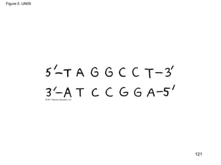 Figure 5. UN09
121
 