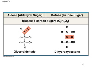 Figure 5.3a
Aldose (Aldehyde Sugar) Ketose (Ketone Sugar)
Glyceraldehyde
Trioses: 3-carbon sugars (C3H6O3)
Dihydroxyacetone
13
 