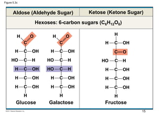Figure 5.3c
Aldose (Aldehyde Sugar) Ketose (Ketone Sugar)
Hexoses: 6-carbon sugars (C6H12O6)
Glucose Galactose Fructose
15
 