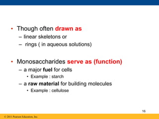 • Though often drawn as
– linear skeletons or
– rings ( in aqueous solutions)
• Monosaccharides serve as (function)
– a major fuel for cells
• Example : starch
– a raw material for building molecules
• Example : cellulose
© 2011 Pearson Education, Inc.
16
 