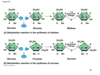 Figure 5.5
(a) Dehydration reaction in the synthesis of maltose
(b) Dehydration reaction in the synthesis of sucrose
Glucose Glucose
Glucose
Maltose
Fructose Sucrose
1–4
glycosidic
linkage
1–2
glycosidic
linkage
1 4
1 2
19
 