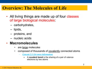 Overview: The Molecules of Life
• All living things are made up of four classes
of large biological molecules:
– carbohydrates,
– lipids,
– proteins, and
– nucleic acids
• Macromolecules
• are large molecules
• composed of thousands of covalently connected atoms
– Concept 2.3 ( for more information)
» A covalent bond is the sharing of a pair of valence
electrons by two atoms
© 2011 Pearson Education, Inc.
2
 