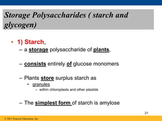 Storage Polysaccharides ( starch and
glycogen)
• 1) Starch,
– a storage polysaccharide of plants,
– consists entirely of glucose monomers
– Plants store surplus starch as
• granules
– within chloroplasts and other plastids
– The simplest form of starch is amylose
© 2011 Pearson Education, Inc.
21
 