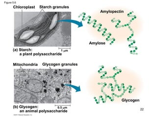 Figure 5.6
(a) Starch:
a plant polysaccharide
(b) Glycogen:
an animal polysaccharide
Chloroplast Starch granules
Mitochondria Glycogen granules
Amylopectin
Amylose
Glycogen
1 m
0.5 m
22
 