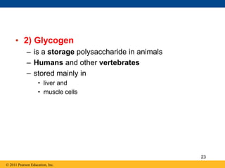 • 2) Glycogen
– is a storage polysaccharide in animals
– Humans and other vertebrates
– stored mainly in
• liver and
• muscle cells
© 2011 Pearson Education, Inc.
23
 
