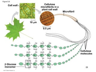 Cell wall
Microfibril
Cellulose
microfibrils in a
plant cell wall
Cellulose
molecules
 Glucose
monomer
10 m
0.5 m
Figure 5.8
28
 