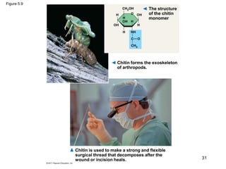 Figure 5.9
Chitin forms the exoskeleton
of arthropods.
The structure
of the chitin
monomer
Chitin is used to make a strong and flexible
surgical thread that decomposes after the
wound or incision heals. 31
 
