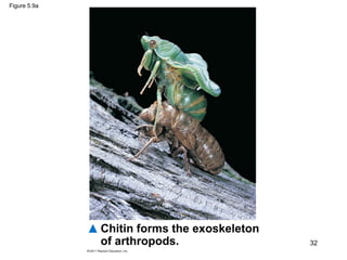 Figure 5.9a
Chitin forms the exoskeleton
of arthropods. 32
 
