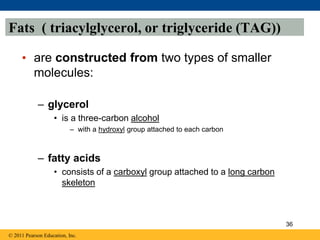Fats ( triacylglycerol, or triglyceride (TAG))
• are constructed from two types of smaller
molecules:
– glycerol
• is a three-carbon alcohol
– with a hydroxyl group attached to each carbon
– fatty acids
• consists of a carboxyl group attached to a long carbon
skeleton
© 2011 Pearson Education, Inc.
36
 