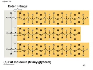 Figure 5.10b
(b) Fat molecule (triacylglycerol)
Ester linkage
40
 