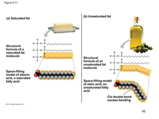 Figure 5.11
(a) Saturated fat
(b) Unsaturated fat
Structural
formula of a
saturated fat
molecule
Space-filling
model of stearic
acid, a saturated
fatty acid
Structural
formula of an
unsaturated fat
molecule
Space-filling model
of oleic acid, an
unsaturated fatty
acid
Cis double bond
causes bending.
42
 
