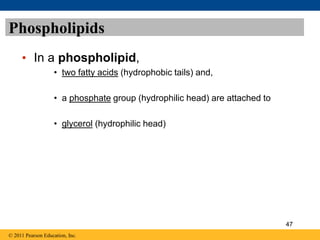 Phospholipids
• In a phospholipid,
• two fatty acids (hydrophobic tails) and,
• a phosphate group (hydrophilic head) are attached to
• glycerol (hydrophilic head)
© 2011 Pearson Education, Inc.
47
 