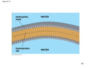 Figure 5.13
Hydrophilic
head
Hydrophobic
tail
WATER
WATER
50
 