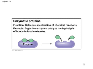 Figure 5.15a
Enzymatic proteins
Enzyme
Example: Digestive enzymes catalyze the hydrolysis
of bonds in food molecules.
Function: Selective acceleration of chemical reactions
55
 