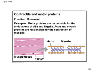 Figure 5.15d
Muscle tissue
Actin Myosin
100 m
Contractile and motor proteins
Function: Movement
Examples: Motor proteins are responsible for the
undulations of cilia and flagella. Actin and myosin
proteins are responsible for the contraction of
muscles.
58
 
