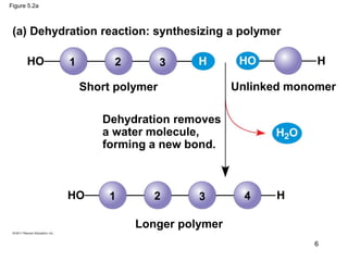 Figure 5.2a
(a) Dehydration reaction: synthesizing a polymer
Short polymer Unlinked monomer
Dehydration removes
a water molecule,
forming a new bond.
Longer polymer
1 2 3 4
1 2 3
6
 