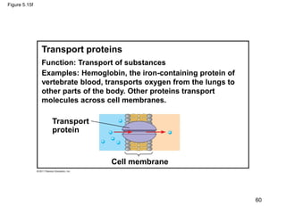 Figure 5.15f
Transport proteins
Transport
protein
Cell membrane
Function: Transport of substances
Examples: Hemoglobin, the iron-containing protein of
vertebrate blood, transports oxygen from the lungs to
other parts of the body. Other proteins transport
molecules across cell membranes.
60
 
