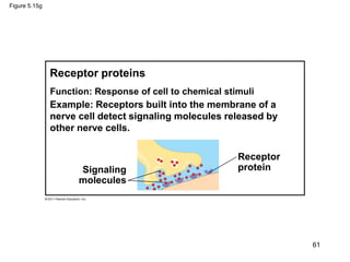 Figure 5.15g
Signaling
molecules
Receptor
protein
Receptor proteins
Function: Response of cell to chemical stimuli
Example: Receptors built into the membrane of a
nerve cell detect signaling molecules released by
other nerve cells.
61
 