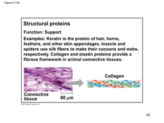 Figure 5.15h
60 m
Collagen
Connective
tissue
Structural proteins
Function: Support
Examples: Keratin is the protein of hair, horns,
feathers, and other skin appendages. Insects and
spiders use silk fibers to make their cocoons and webs,
respectively. Collagen and elastin proteins provide a
fibrous framework in animal connective tissues.
62
 