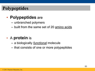 Polypeptides
• Polypeptides are
– unbranched polymers
– built from the same set of 20 amino acids
• A protein is
– a biologically functional molecule
– that consists of one or more polypeptides
© 2011 Pearson Education, Inc.
63
 
