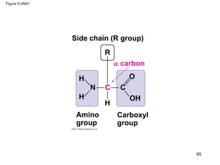 Figure 5.UN01
Side chain (R group)
Amino
group
Carboxyl
group
 carbon
65
 
