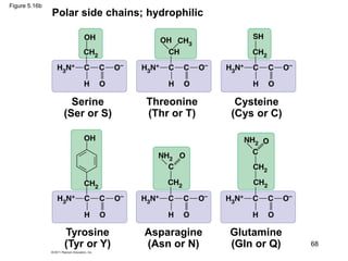 Figure 5.16b
Polar side chains; hydrophilic
Serine
(Ser or S)
Threonine
(Thr or T)
Cysteine
(Cys or C)
Tyrosine
(Tyr or Y)
Asparagine
(Asn or N)
Glutamine
(Gln or Q) 68
 