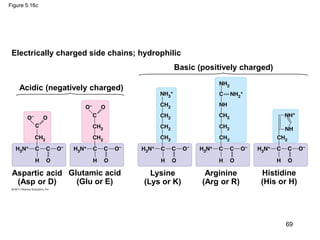 Figure 5.16c
Electrically charged side chains; hydrophilic
Acidic (negatively charged)
Basic (positively charged)
Aspartic acid
(Asp or D)
Glutamic acid
(Glu or E)
Lysine
(Lys or K)
Arginine
(Arg or R)
Histidine
(His or H)
69
 