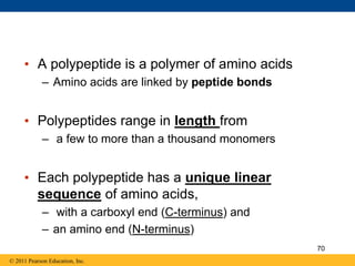 • A polypeptide is a polymer of amino acids
– Amino acids are linked by peptide bonds
• Polypeptides range in length from
– a few to more than a thousand monomers
• Each polypeptide has a unique linear
sequence of amino acids,
– with a carboxyl end (C-terminus) and
– an amino end (N-terminus)
© 2011 Pearson Education, Inc.
70
 