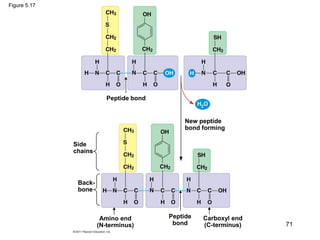 Figure 5.17
Peptide bond
New peptide
bond forming
Side
chains
Back-
bone
Amino end
(N-terminus)
Peptide
bond
Carboxyl end
(C-terminus) 71
 
