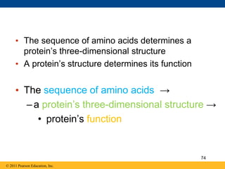 • The sequence of amino acids determines a
protein’s three-dimensional structure
• A protein’s structure determines its function
• The sequence of amino acids →
–a protein’s three-dimensional structure →
• protein’s function
© 2011 Pearson Education, Inc.
74
 