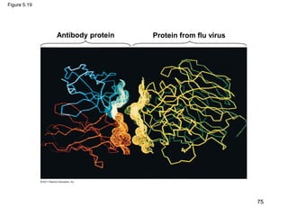 Figure 5.19
Antibody protein Protein from flu virus
75
 