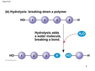 Figure 5.2b
(b) Hydrolysis: breaking down a polymer
Hydrolysis adds
a water molecule,
breaking a bond.
1 2 3 4
1 2 3
8
 