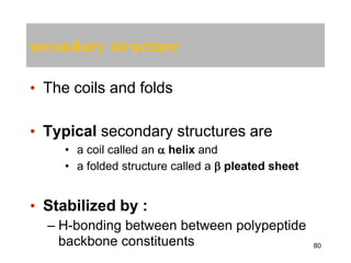 secondary structure
• The coils and folds
• Typical secondary structures are
• a coil called an  helix and
• a folded structure called a  pleated sheet
• Stabilized by :
– H-bonding between between polypeptide
backbone constituents 80
 