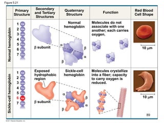 Figure 5.21
Primary
Structure
Secondary
and Tertiary
Structures
Quaternary
Structure
Function
Red Blood
Cell Shape
 subunit
 subunit




Exposed
hydrophobic
region
Molecules do not
associate with one
another; each carries
oxygen.
Molecules crystallize
into a fiber; capacity
to carry oxygen is
reduced.
Sickle-cell
hemoglobin
Normal
hemoglobin
10 m
10 m
Sickle-cellhemoglobinNormalhemoglobin
1
2
3
4
5
6
7
1
2
3
4
5
6
7




89
 
