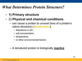 What Determines Protein Structure?
• 1) Primary structure
• 2) Physical and chemical conditions
– can cause a protein to unravel (loss of a protein’s
native structure) (denaturation)
• Alterations in pH,
• salt concentration,
• temperature,
• or other environmental factors
– A denatured protein is biologically inactive
© 2011 Pearson Education, Inc.
92
 