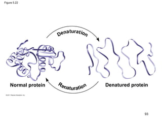 Figure 5.22
Normal protein Denatured protein
tu
93
 