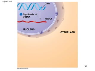 Figure 5.25-1
Synthesis of
mRNA
mRNA
DNA
NUCLEUS
CYTOPLASM
1
97
 