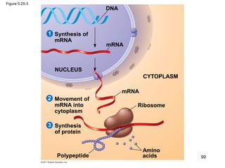 Figure 5.25-3
Synthesis of
mRNA
mRNA
DNA
NUCLEUS
CYTOPLASM
mRNA
Ribosome
Amino
acidsPolypeptide
Movement of
mRNA into
cytoplasm
Synthesis
of protein
1
2
3
99
 